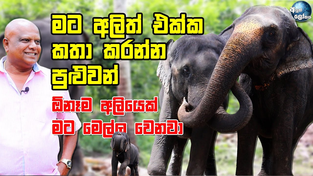 මට අලිත් එක්ක කතා කරන්න පුළුවන් - Sri Lankan elephants of Jagath withana
