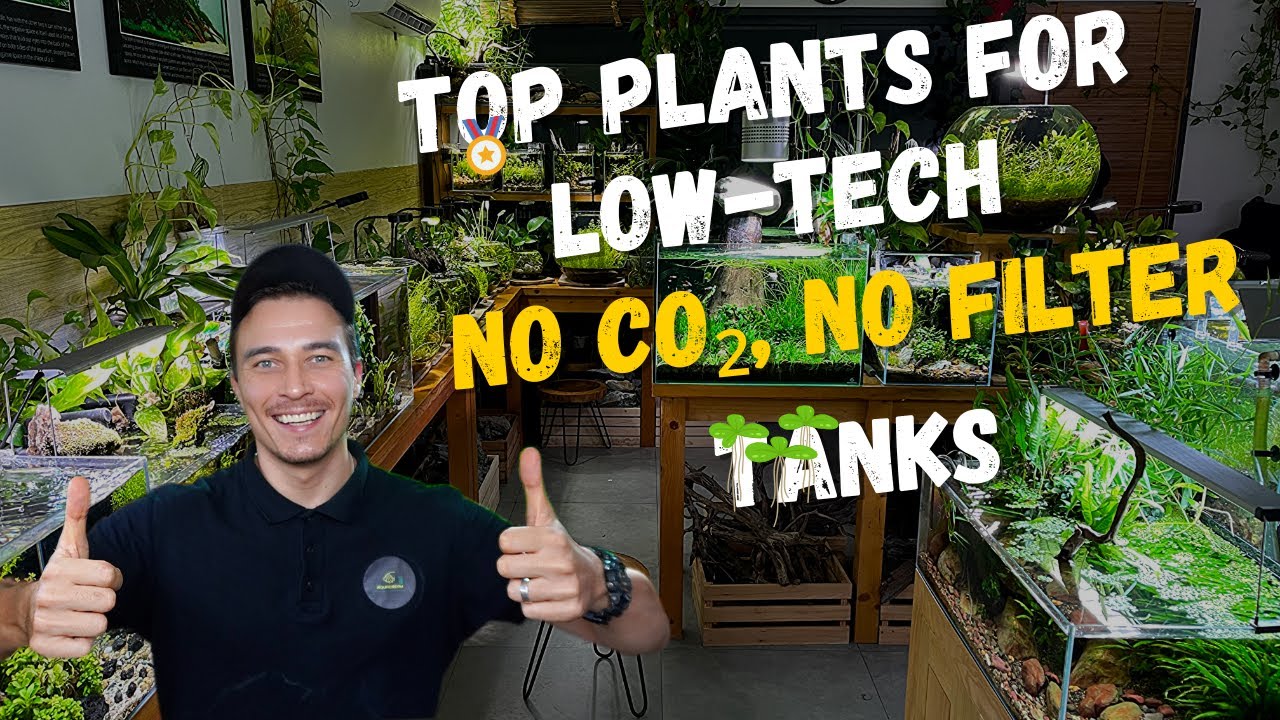 TOP PLANTS FOR LOW-TECH, NO CO2, NO FILTER TANKS