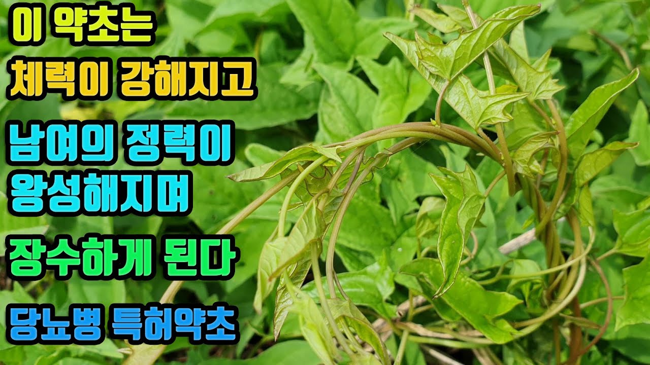 메꽃--원기를 크게 증진하는 약초! 자양강장&middot; 강정의 약초! 남여의 정력감퇴, 남성의 발기부전&middot; 조루, 여성의 불감증을 치료하며, 기운이 강해지고 살결이 고와지며 장수한다