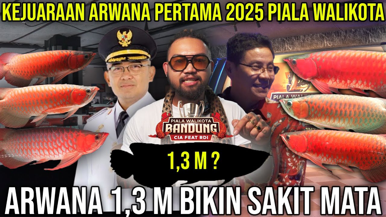 KEJUARAAN ARWANA PERTAMA 2025 PIALA WALIKOTA. ARWANA 1,3 M BIKIN SAKIT MATA. CIA FEAT RDI #AudreyA