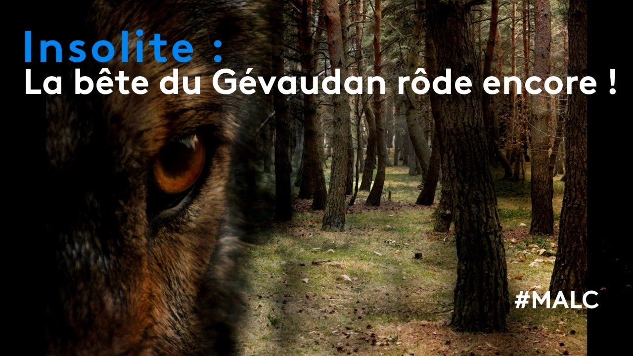 Insolite : la bête du Gévaudan rôde encore !