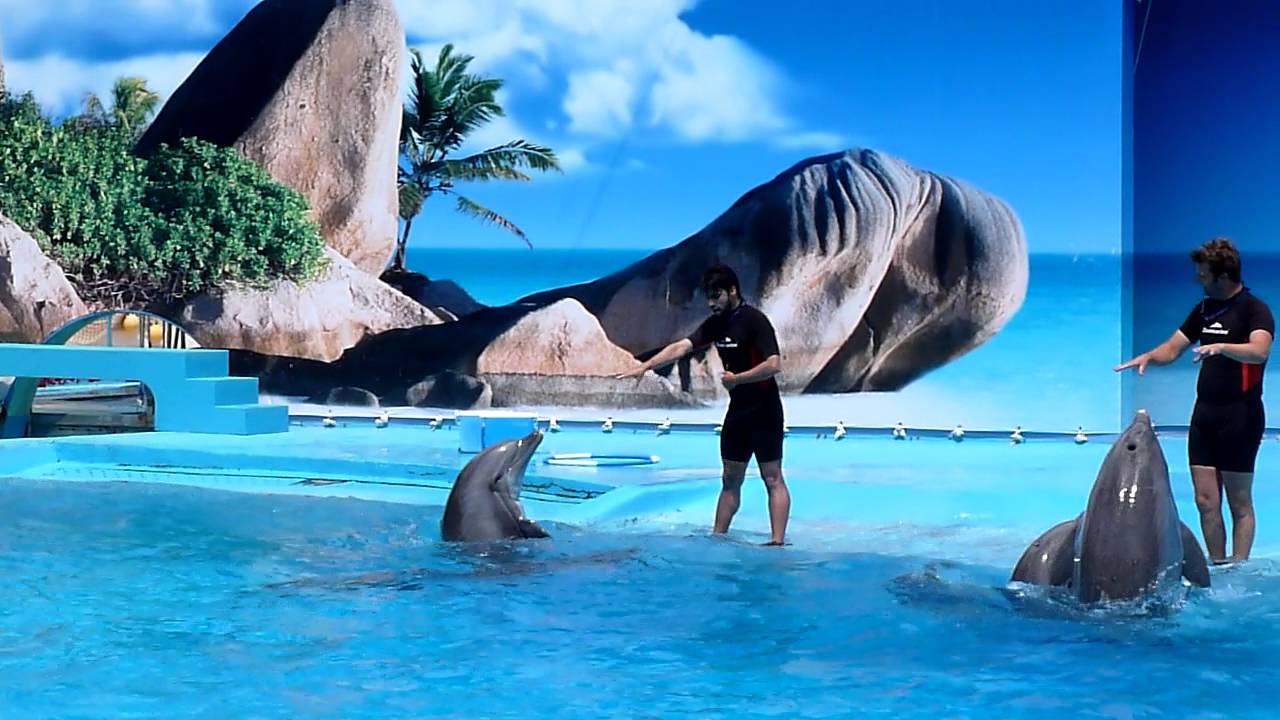 Zoomarine Dolphins - Portugal