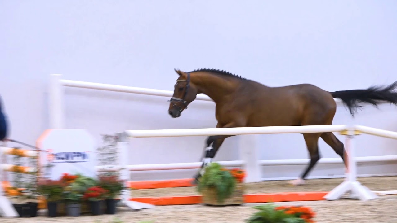 Comthago x Guidam