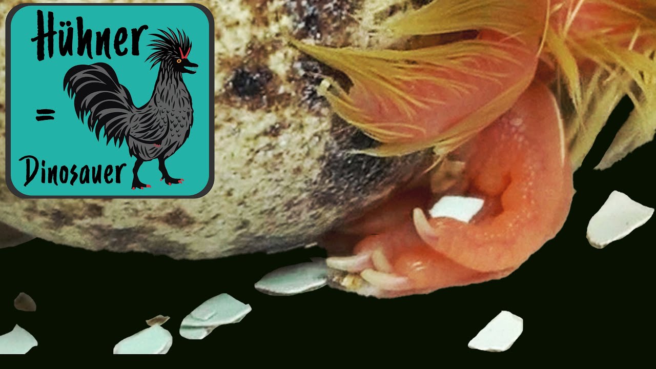 🐣 Wachtelküken schlüpfen im Schaubrüter  🐣