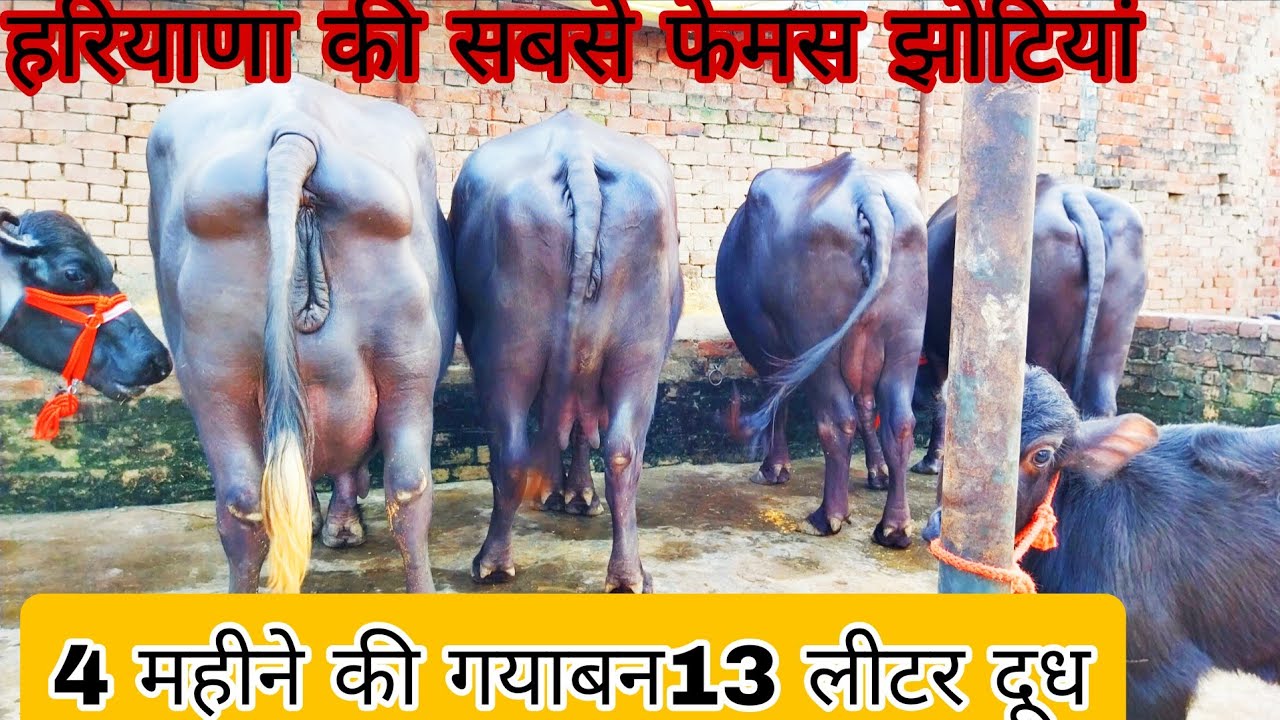 4 महीने की गयाबन 13 लीटर दूध 4 दांत की झोटी#viralvideo #cow #murraha 