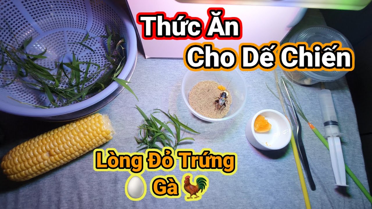 Nuôi Dế Đá #5: Cho Dế ăn lòng đỏ trứng🥚 gà 🐓 thức ăn giàu Vitamin dễ tìm.