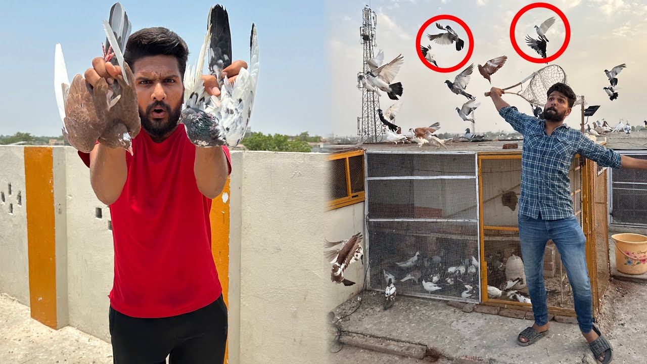 5 hazar wali Aseel kabutari nikal gai or Bazzi wala kabutar paker liya 😳😳