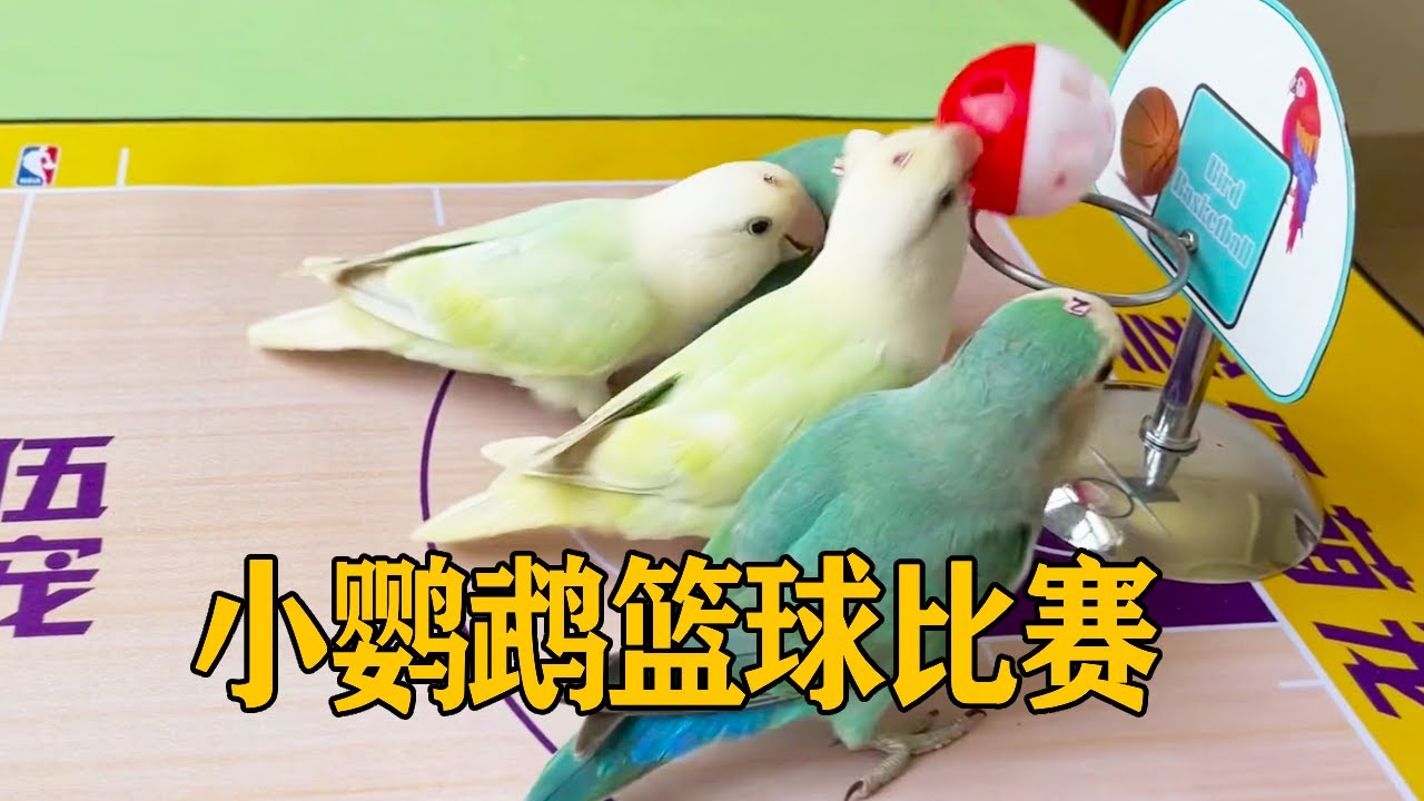 小鹦鹉也有自己的奥运比赛！两对比赛篮球超开心，中场还有钢管舞表演【叁伍萌宠】
