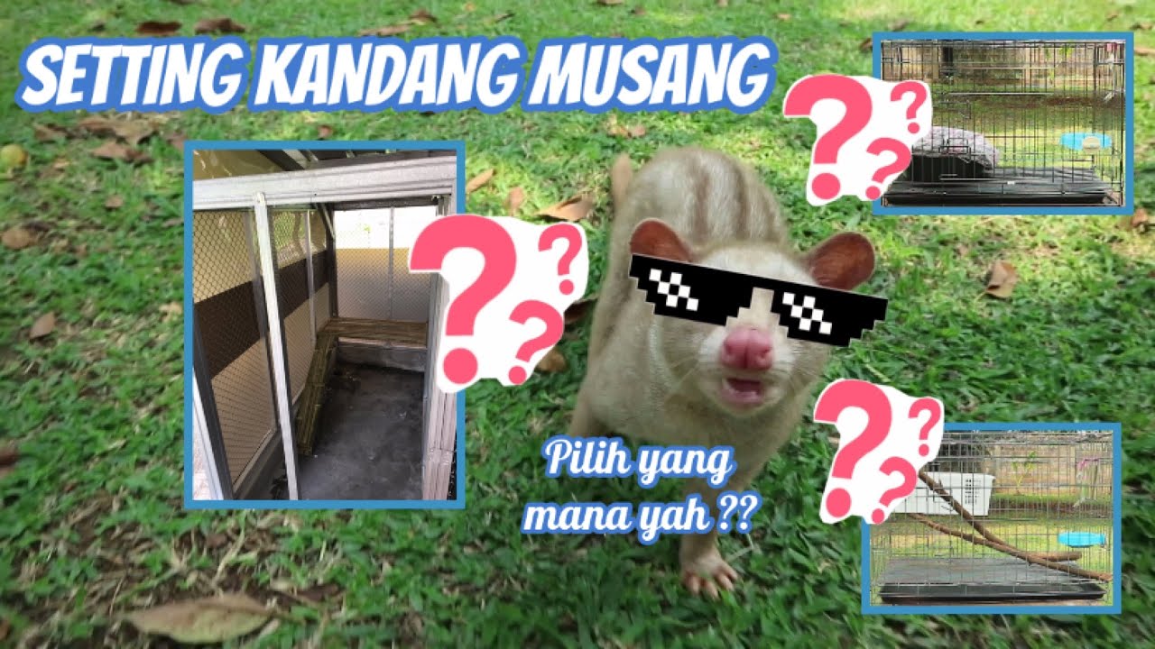 Setting kandang musang untuk pemula sampai penangkaran