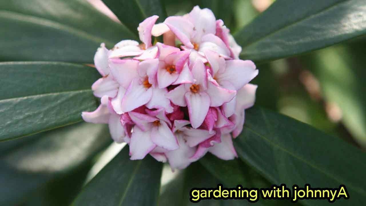 Daphne Varieties for the Garden -  Daphne odora, Daphne Perfume Princess, Daphne Eternal Fragrance.