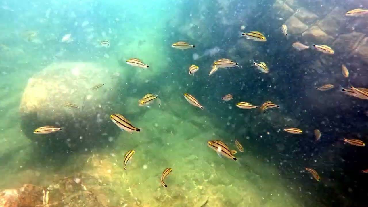 Snorkling Coronado Panama