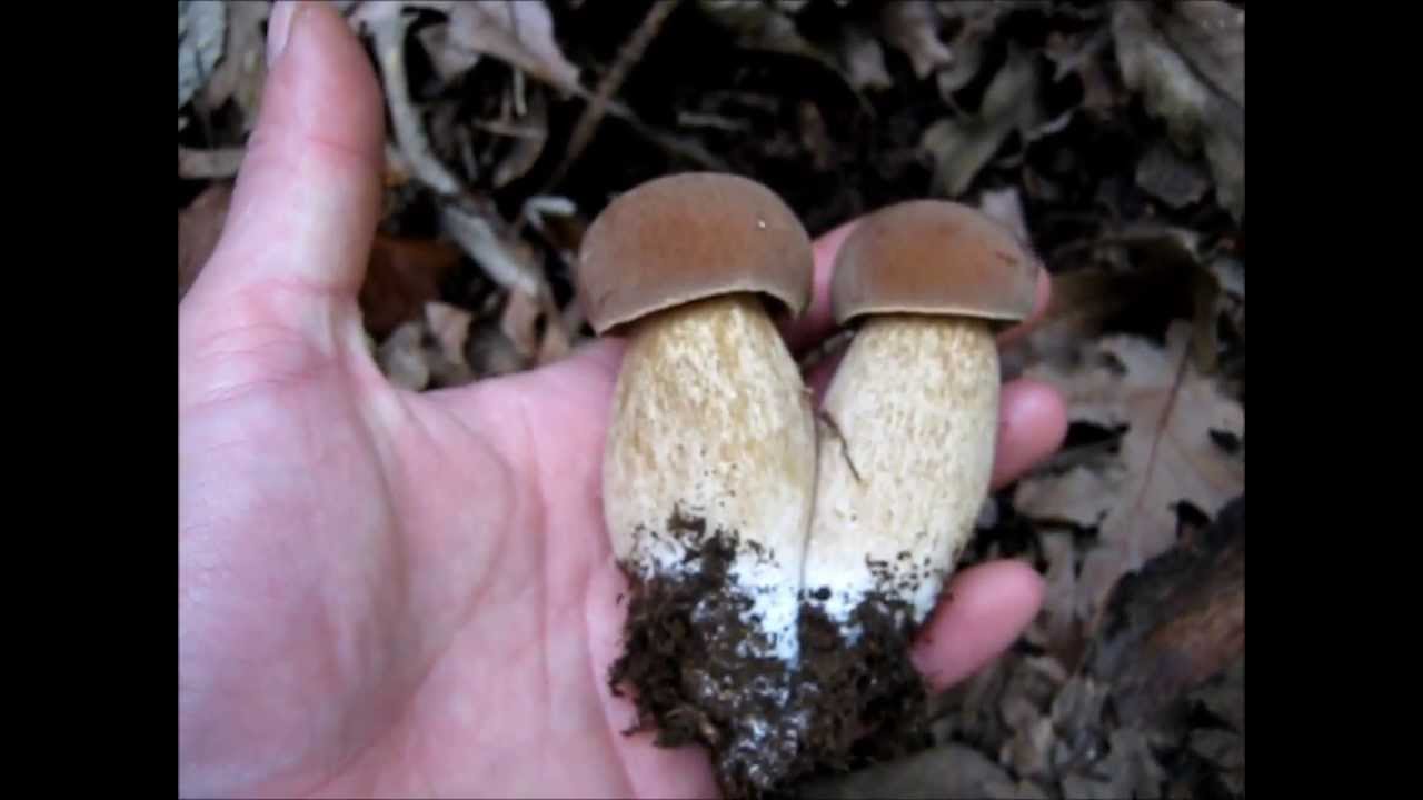Colheita de B. edulis