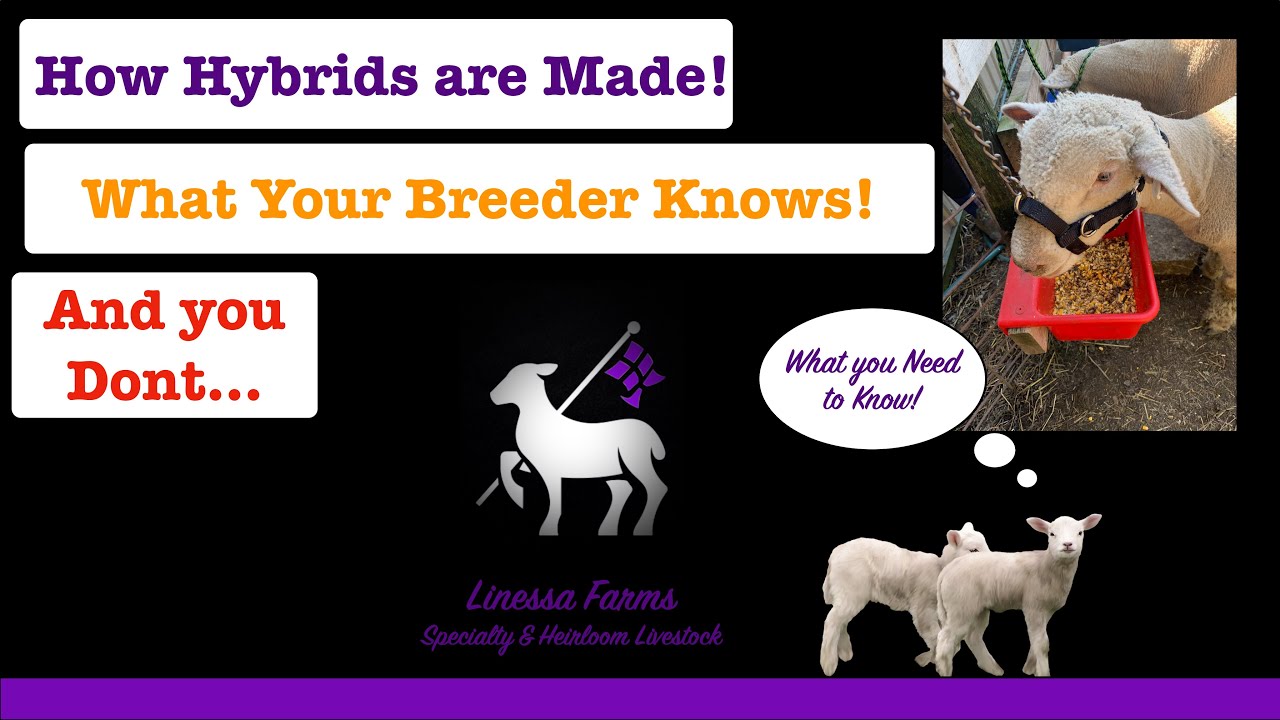 Black Nose Valais in the USA?  How Sheep and Goat Breeders Make Hybrids!  F1, F2, and F3 Explained!