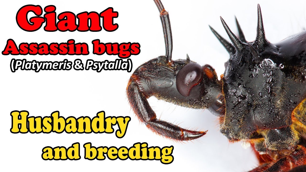 How to care for Giant Assassin Bugs (Platymeris & Psytalla)
