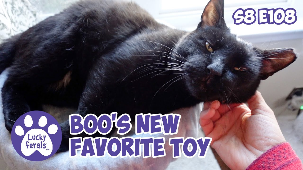 Boo's New Favorite Toy, Cat Loss Grief And Anxiety - Lucky Ferals S8 E108 Cat Vlog