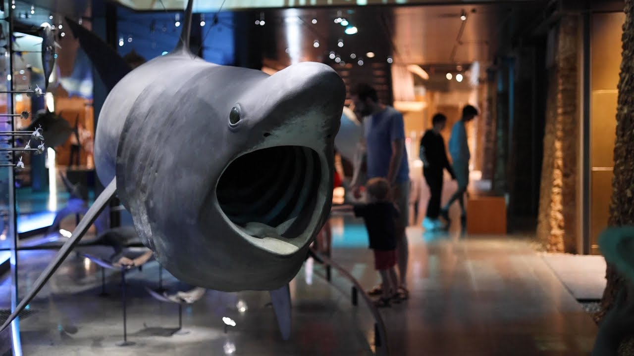 PARIS WITH KIDS - Museum of Natural History & Zoo.