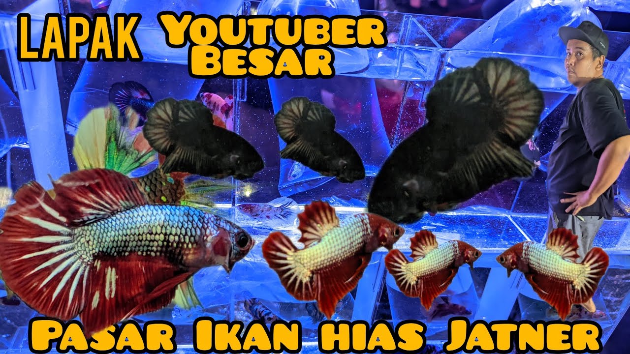 Update Lapak Cupang Promo Pasar Ikan Hias Jatinegara