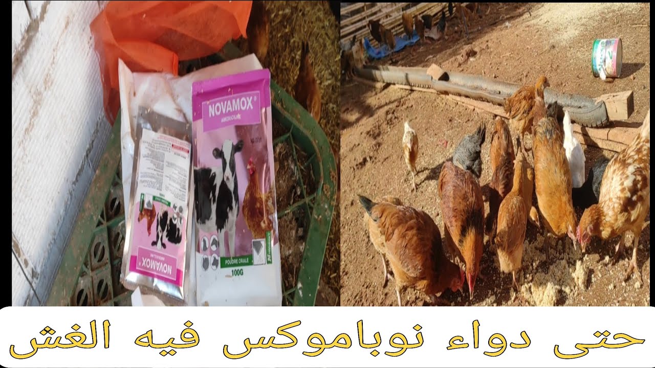 حتى الدواء نوبا موكس فيه الغش بنادم يرد بالو من الفراقشية