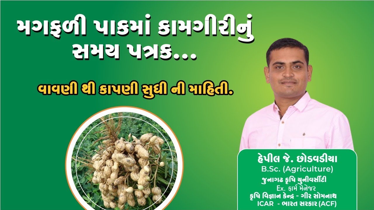 મગફળી પાક નું સમયપત્રક ...શરૂવાત થી અંત સુધી ની વિગત