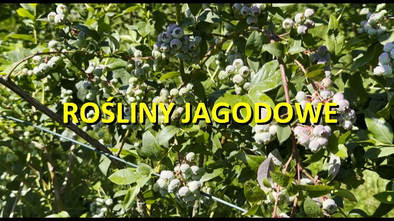 Rośliny jagodowe