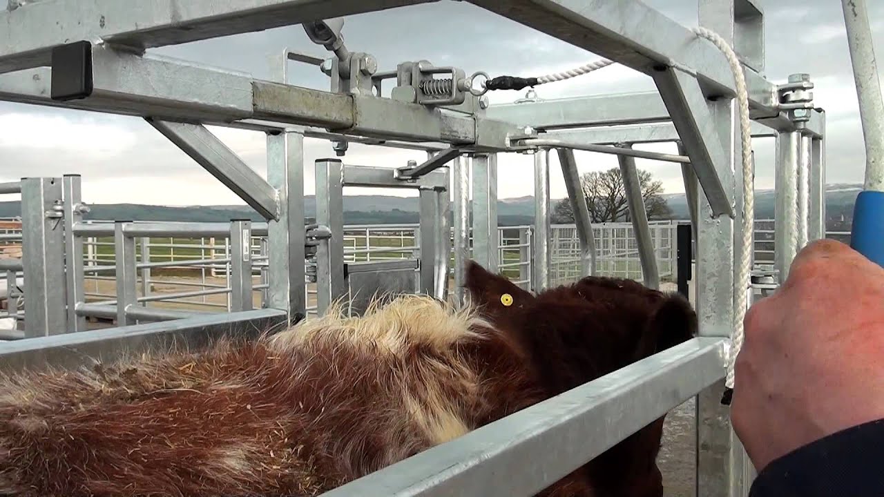 IAE Crusader Easy Access Cattle Crush