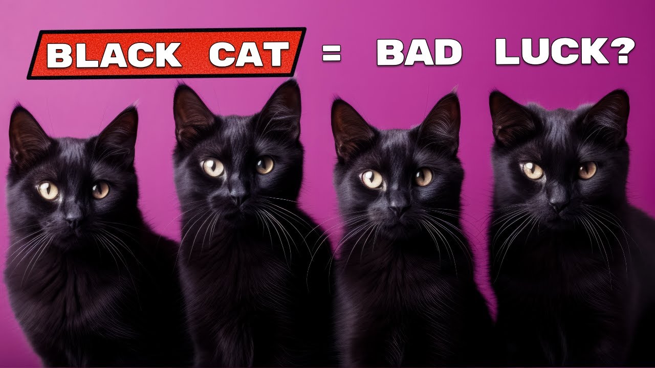 Black Cats Are NOT Bad Luck: 15 Myths Destroyed by Science & History