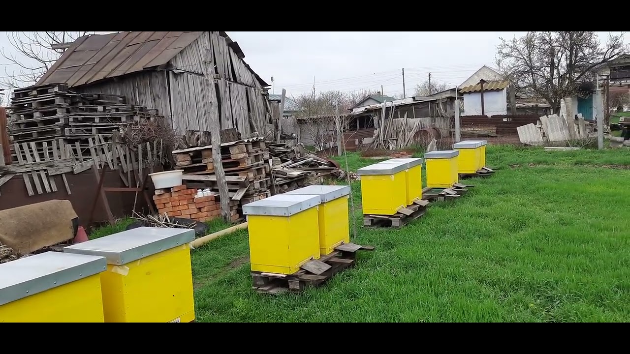 Відводок на плідну матку!