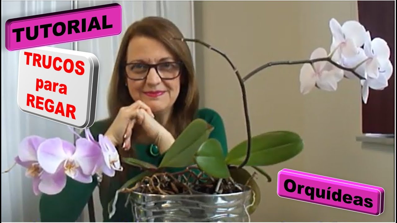 Como se deben regar las orquideas en maceta correctamente para que las flores duren mas  #107