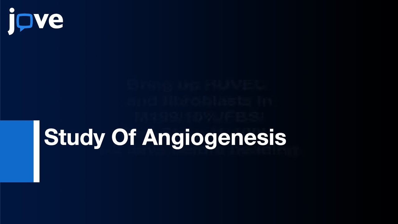 Optimized Fibrin Gel Bead Assay For Study Of Angiogenesis l Protocol Preview