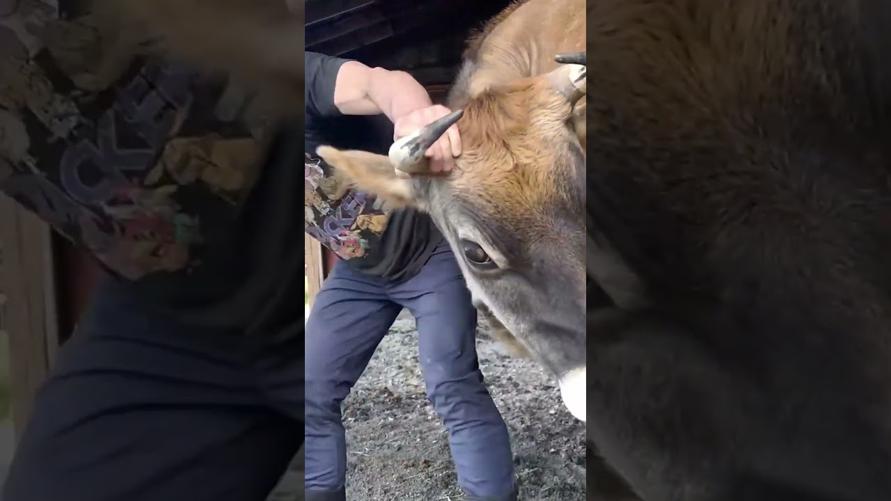 Rescue Cow Extremely Grateful for Animal Chiropractor 🥰🐮
