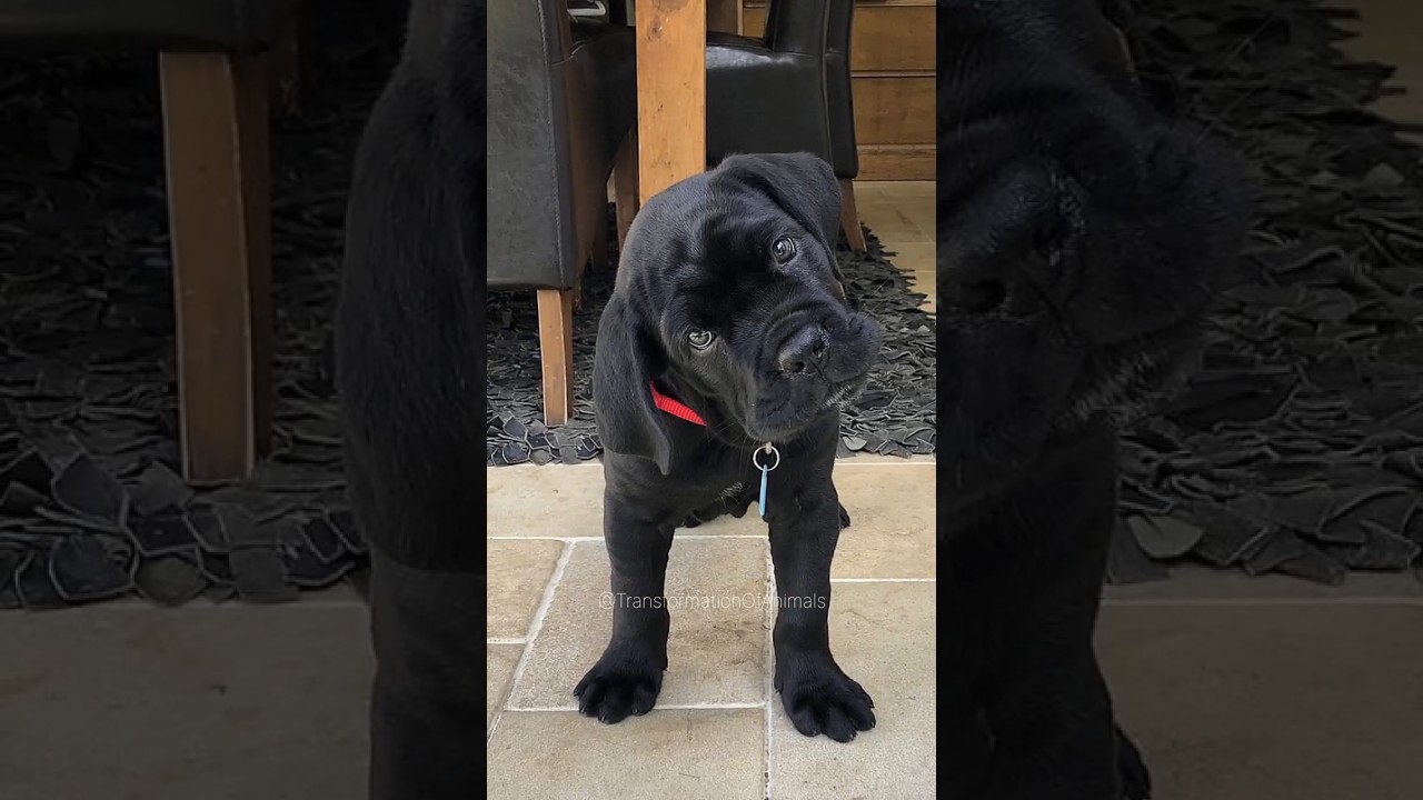 #animaltransformation #canecorso #animals #kangal  #viral #kangalshepherddog #pitbull #shorts