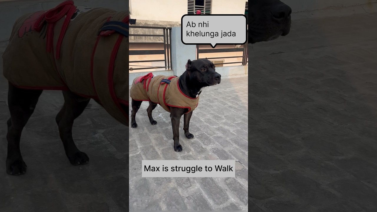 Pitbull Max strain in Leg😰🥺 #pitbull #pitbulldog #injury #shorts #info