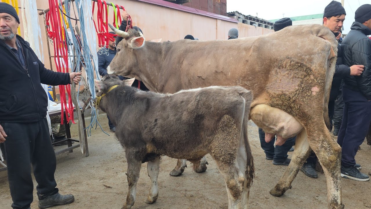 Qõrğontepa Sigir Bõğoz Mol Bozori 