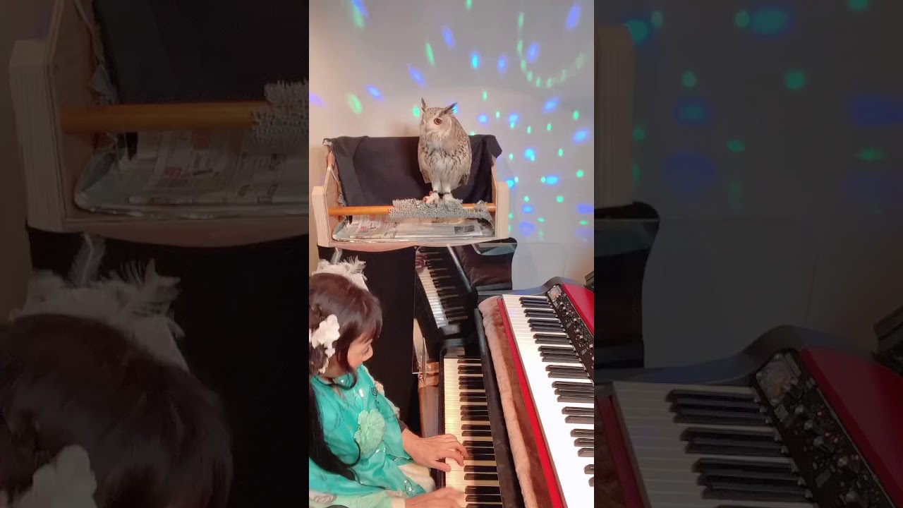 an owl and Shiho Yabuki piano improvisation