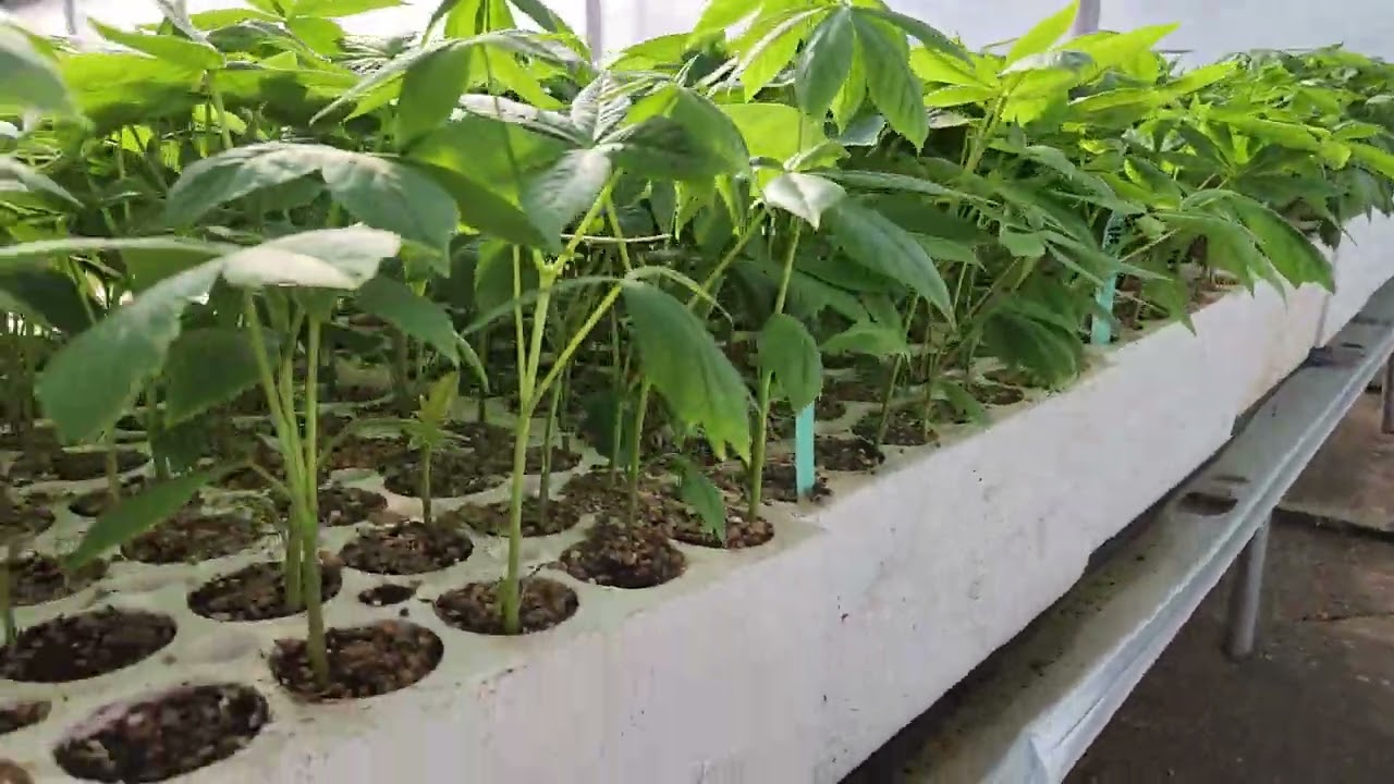 Ohio Buckeye growing at Tree Time Greenhouse as peat plugs