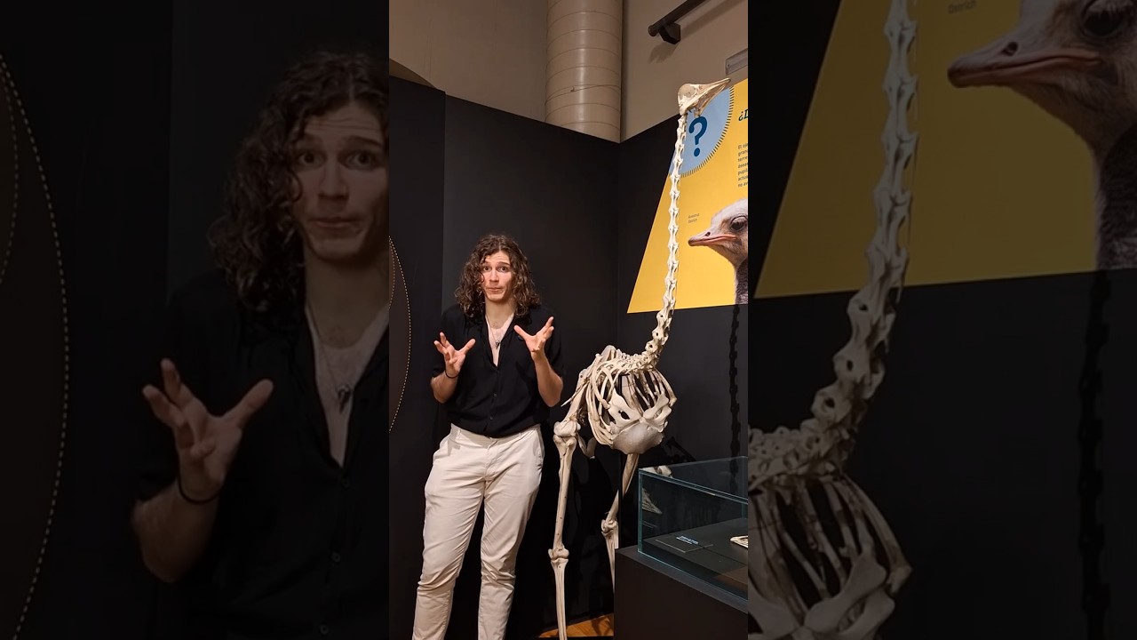 &iexcl;&iquest;Las aves no est&aacute;n emparentadas con los #dinosaurios !? #aves #mncm #curiosidades