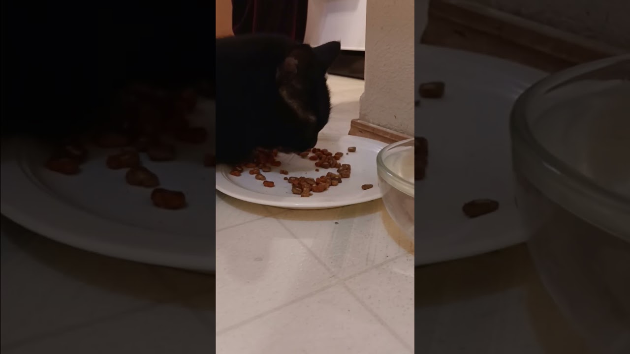Cat eating dinner & drinking water