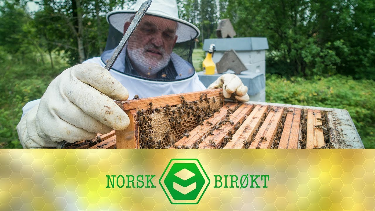 Høsting av halvkasser