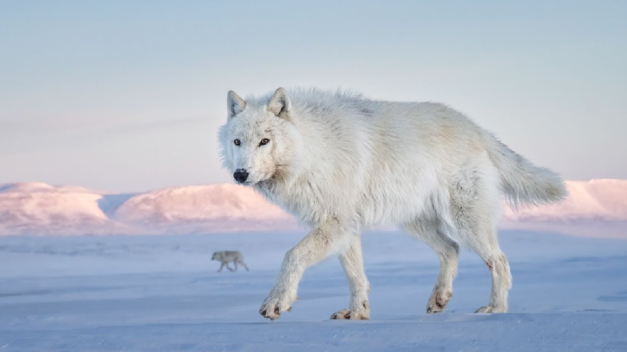 Ellesmere Island Expedition…..In Search of Arctic Wolves