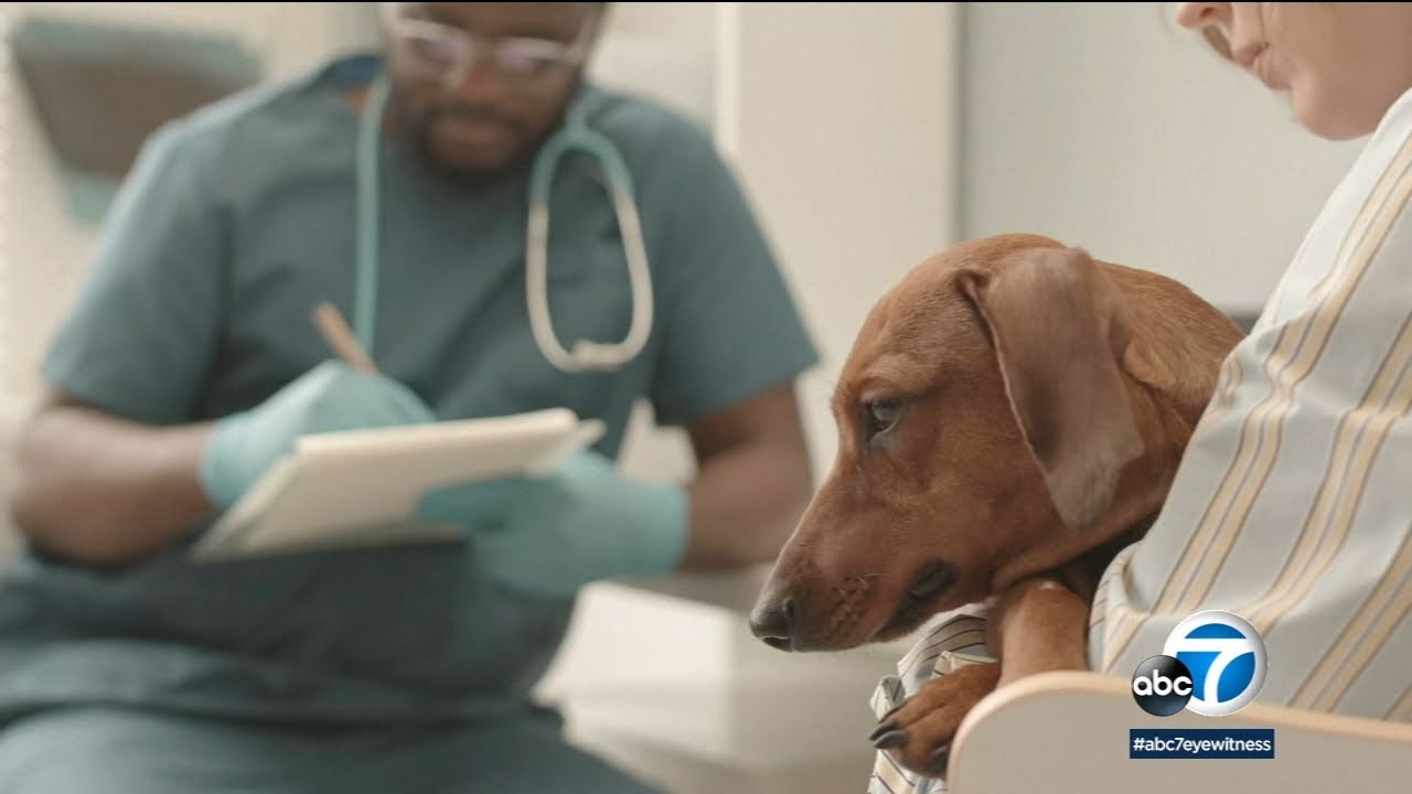 Is pet insurance worth your money? Here’s what you need to know