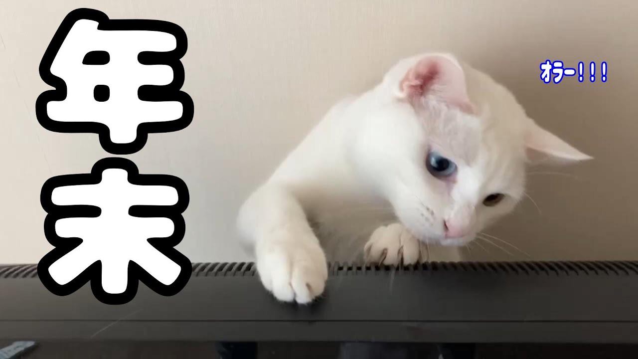 連休を満喫するシロ