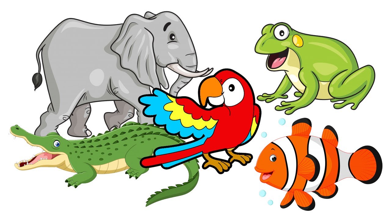Animales Vertebrados | Qué son los Vertebrados | Vertebrados | Canal Block 6