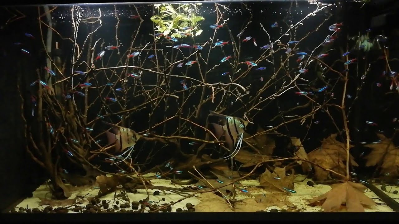 FLOODED FOREST IN AMAZONIA  PTEROPHYLLUM SCALARE RIO NANAY BIOTOPE + 150 TETRA NEONS INNESA SIMULANS