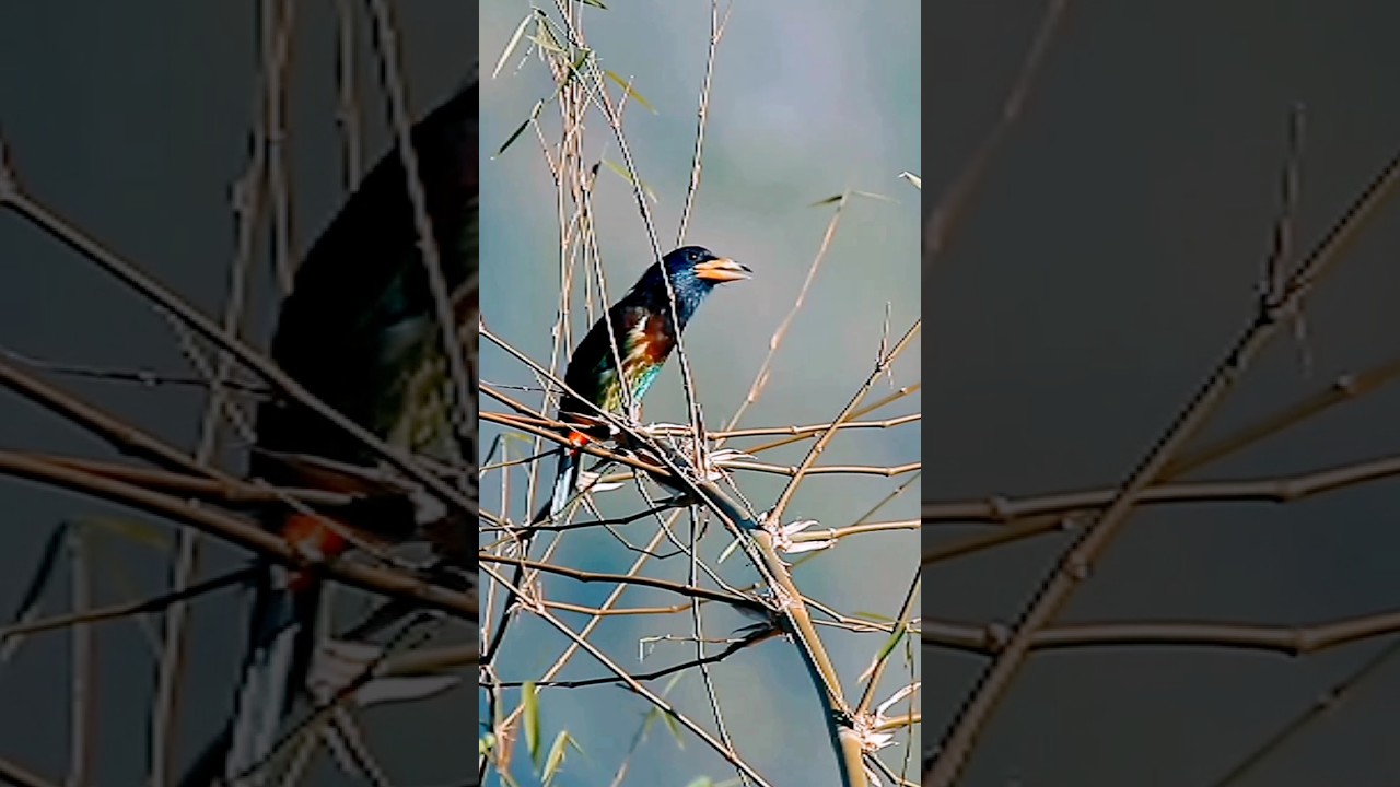 Great Barbet Origional Sound😻🥰||shorts