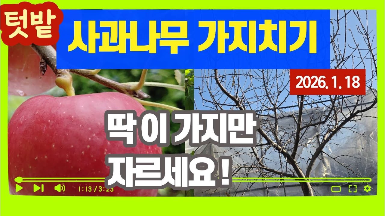 (텃밭) 사과나무 가지치기 - 딱~ 이 가지만 자르세요.