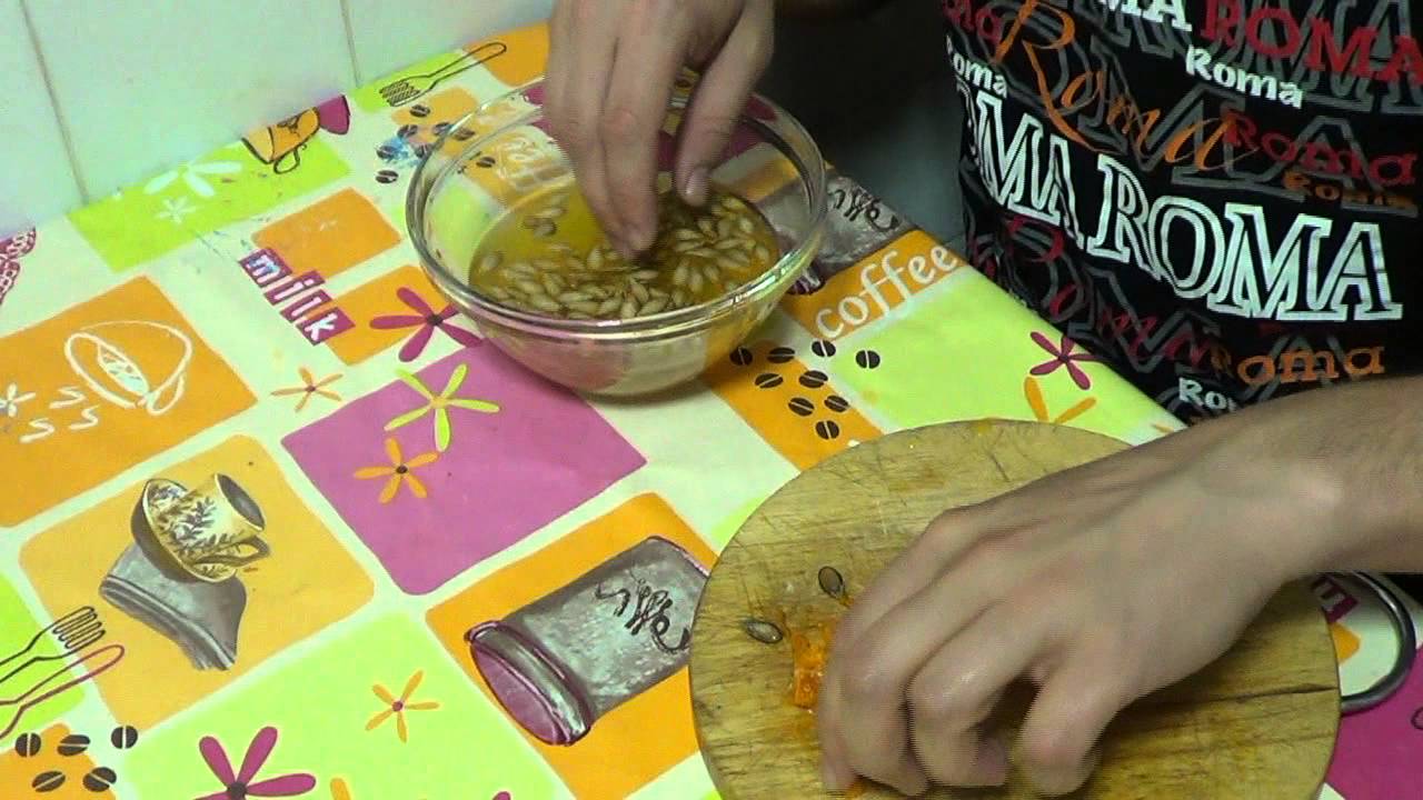 Como Conseguir Semilla De : Calabaza Violina || Semillas Organicas || La Huertina De Toni