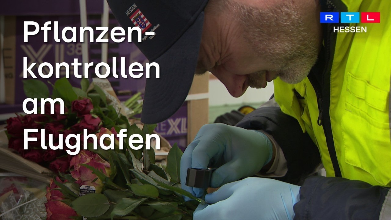 19 Millionen Rosen vor Valentinstag: Kontrollen durch den Pflanzenschutzdienst