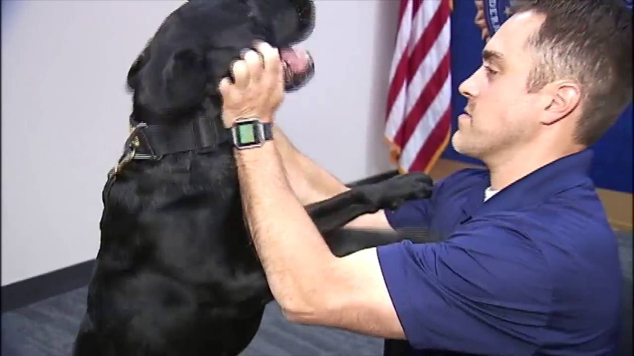 FBI Dog Sniffs Out Hidden Electronics