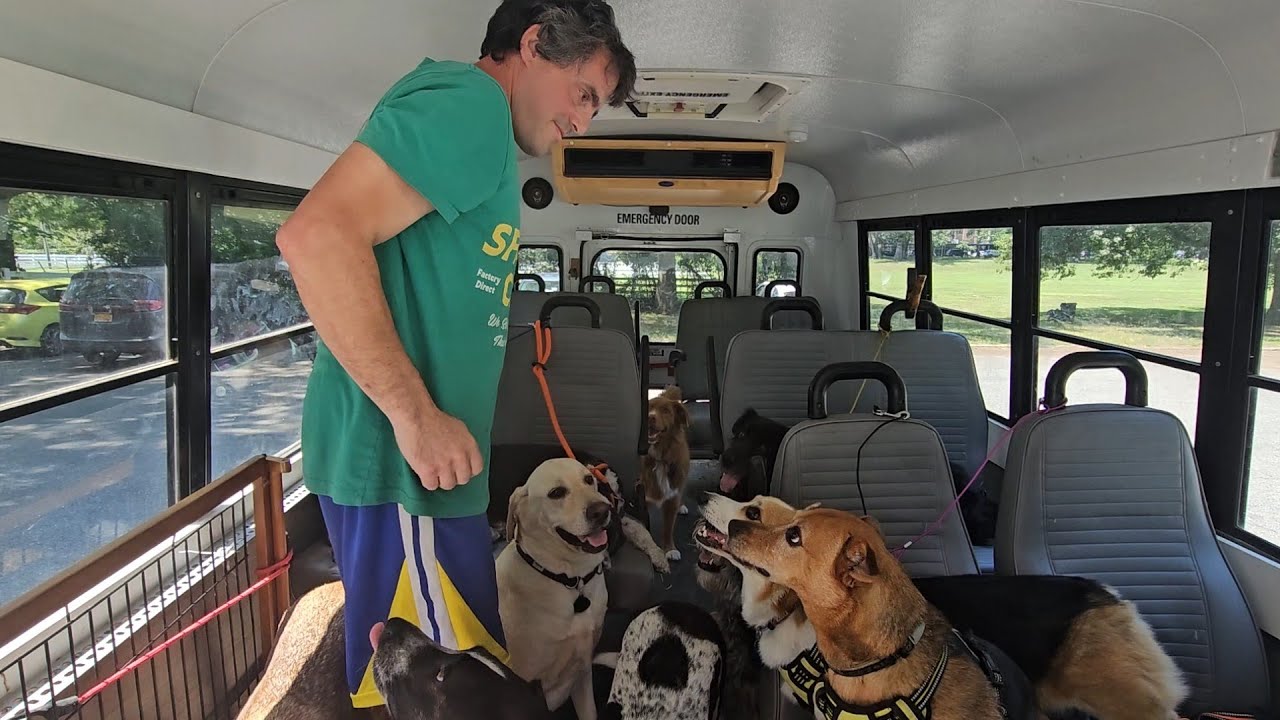Picking Up 16 dogs - a Day in the Life of the Hotel Shuttle