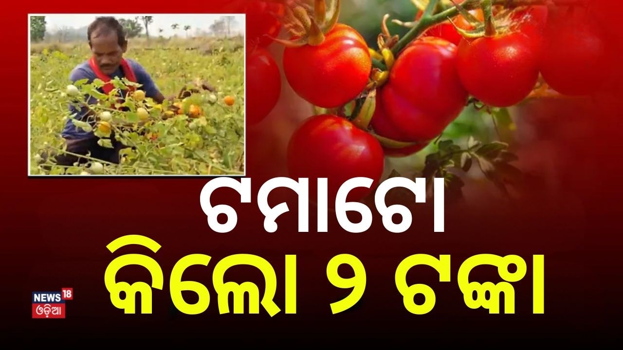 ଟମାଟୋ କିଲୋ ୨ ଟଙ୍କା | Tomato Price Crashes to ₹2 per Kg, Farmers Forced to Dump Crop | Odisha News